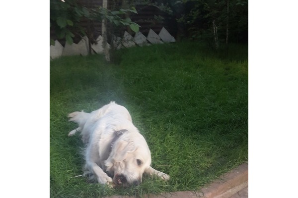 köpek ilanlari Sapan Bağları Mah.