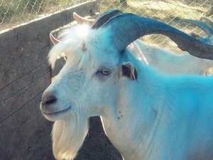 satılık saanen keçiler Büyükkömarmut Köyü hayvanlar ilanları