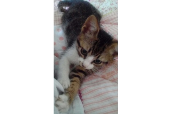 Diğer kedi ırkı İlk hayvan bakacaklara