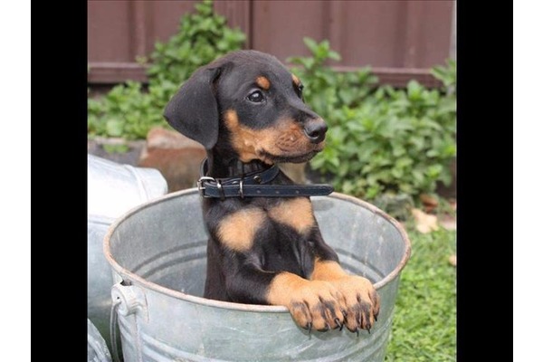 Çiftlikköy Mah. köpek ilanı