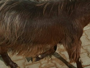 satılık halep keçisi Küçükçobanlı Köyü hayvanlar fiyatları