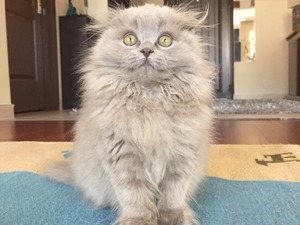  Scottish fold kedi Bakırköy