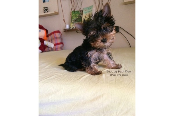 Yorkshire terrier Dişi İsmetiye Mah.