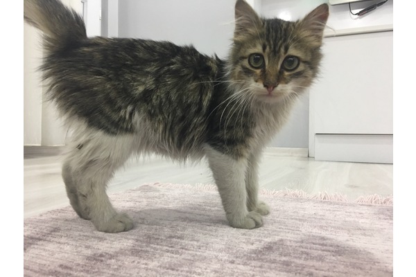 Tekir kedi Sarıyer