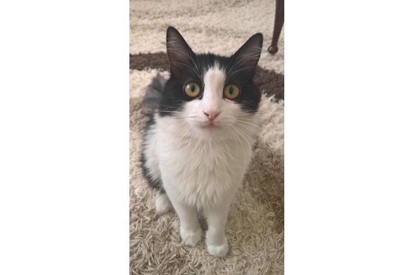 kedi Ragamuffin fiyatları