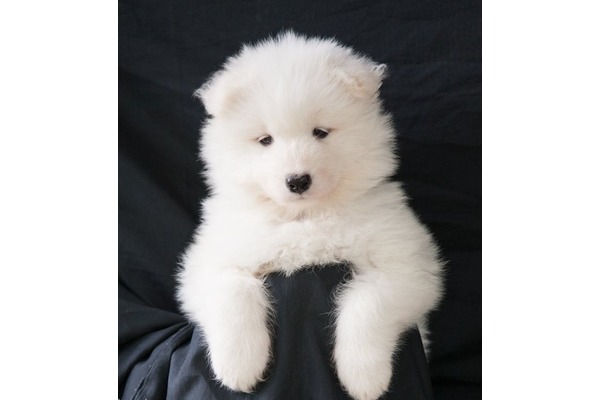 Samoyed Altınkum Mah.