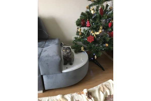 Scottish fold Sahibinden Veliefendi Mah.
