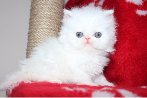 kedi Egzotic shorthair fiyatları