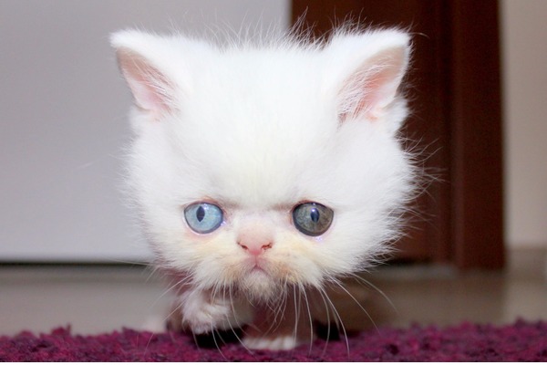 Aksaray Mah. kedi ilanları