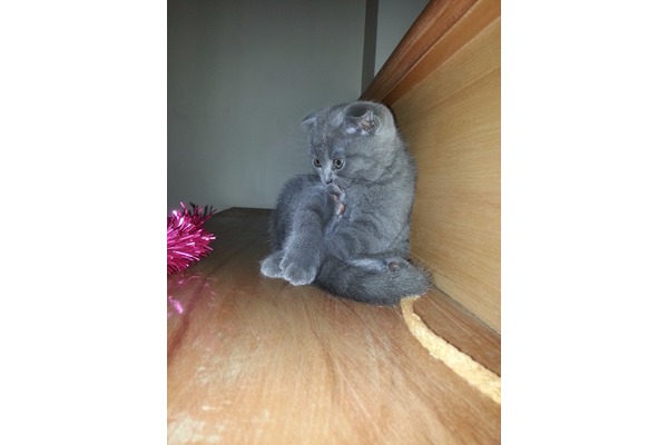 Scottish fold Erkek Dumlupınar Mah.