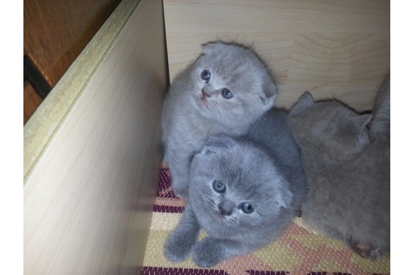 kedi Scottish fold fiyatları