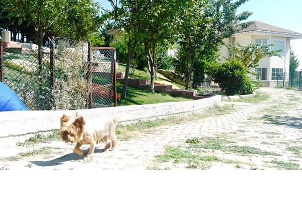 köpek oteli butik villamıza mutfak elemanı