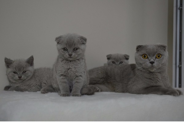 Scottish fold ilanları