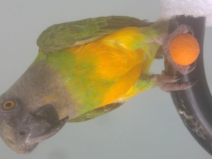 petshopdan Senegal papağanı Sahibinden Abidinpaşa Mah.