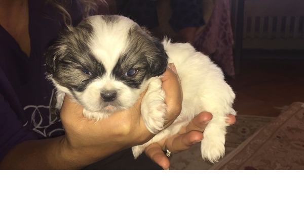 Shih-Tzu Dişi ve Erkek Altı Eylül Mah.
