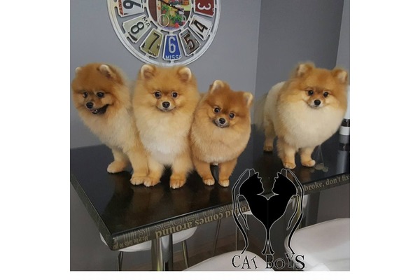 Pomeranian Dişi ve Erkek Cumhuriyet Mah.