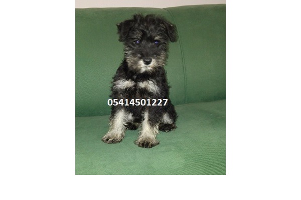 Schnauzer Dişi ve Erkek köpek