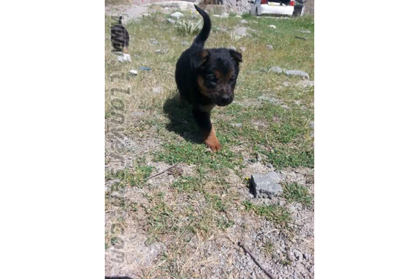 satılık alman kurdu yavru köpekler