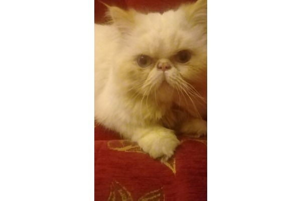 İran Dişi Alsancak Mah.