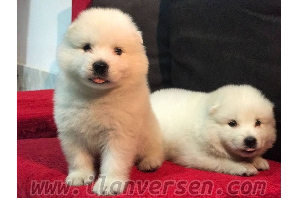 SAMOYED YAVRULARI