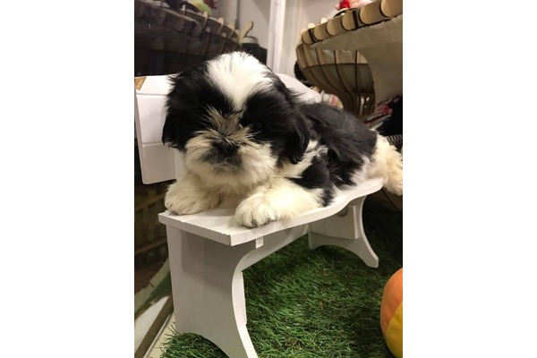 Shih-Tzu Sahibinden Çengelköy Mah.