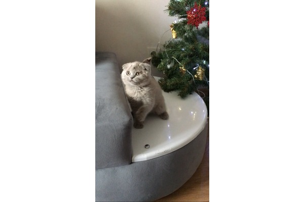 Veliefendi Mah. kedi ilanı