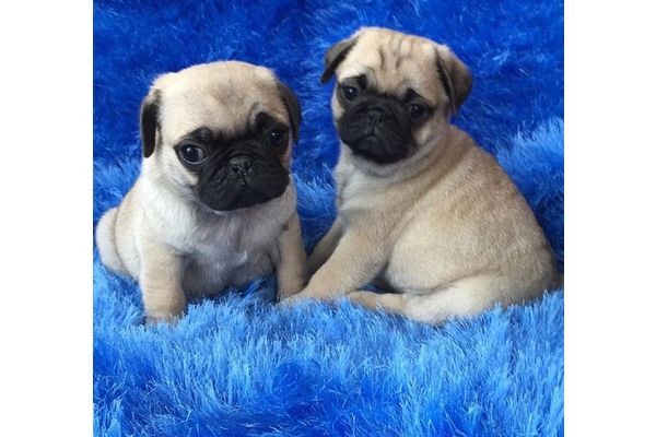 Pug köpek Zeytinburnu