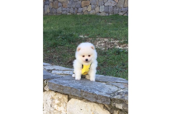 Pomeranian köpek Zeytinburnu