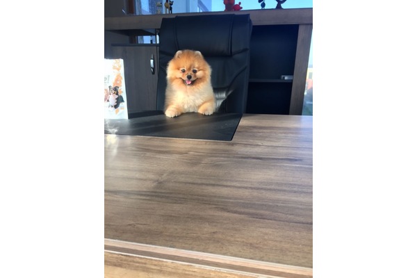 Veliefendi Mah. köpek fiyatları