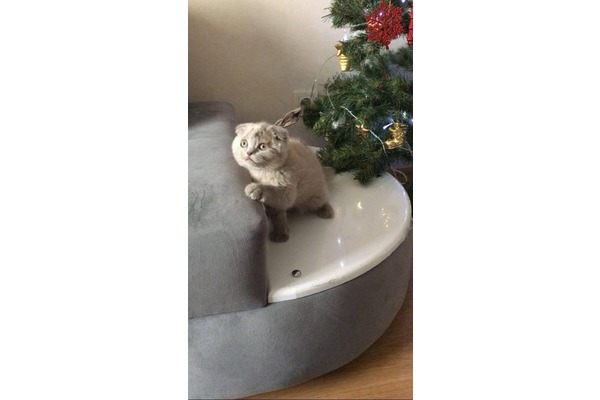 kedi Scottish fold fiyatları