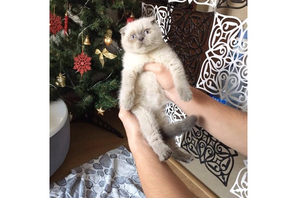 Scottish fold 0-3 Aylık Veliefendi Mah.
