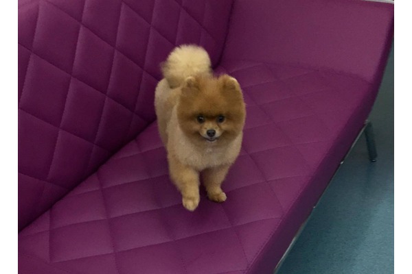 Pomeranian Erkek köpek