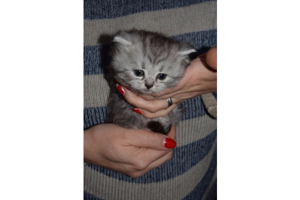 Scottish fold kedi Kadıköy