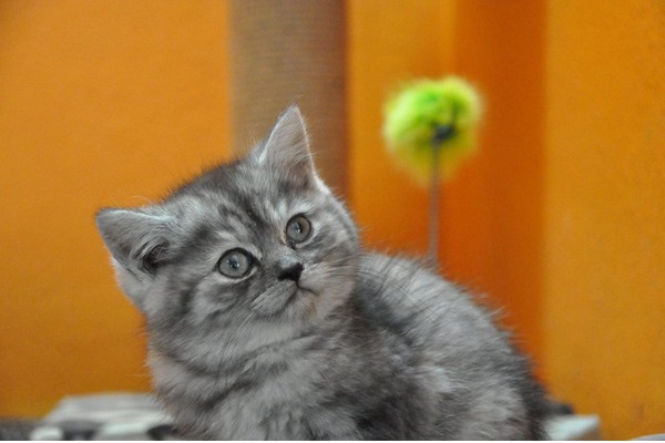 British shorthair Sahibinden Çamlıca Mah.