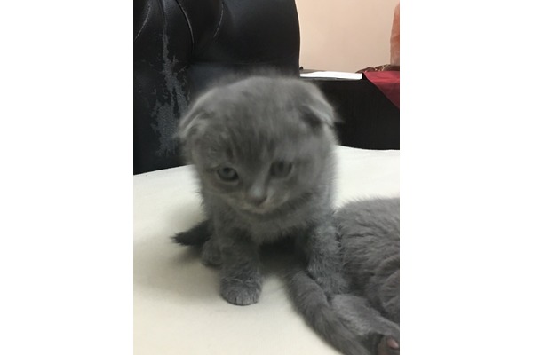 Scottish fold kedi Fatih