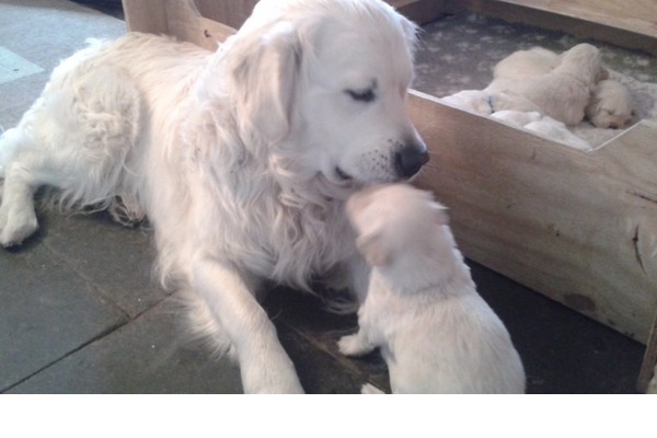 Dişi ve Erkek köpek Altıntepe Mah.