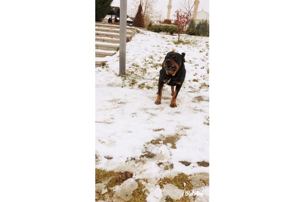 yaş Bilmiyorum köpek Karapürçek Mah.
