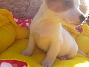 evde bebek bakımı Jack Russel terrier yaş 0-3 Aylık