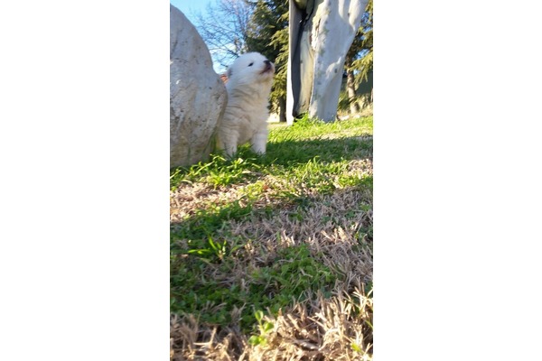 köpek Samoyed fiyatları