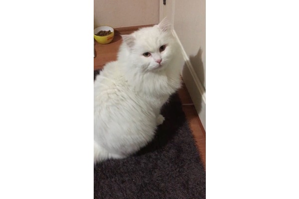 Orhantepe Mah. kedi ilanları