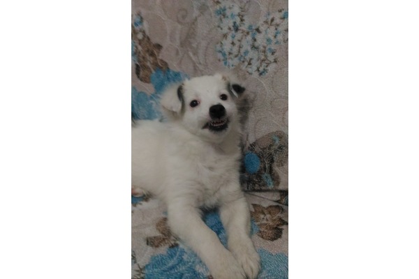 Fatih Mah. köpek fiyatları