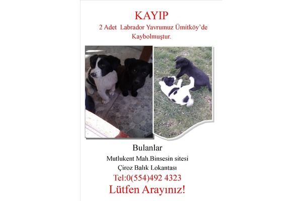 ümitköyde kayıp yavrular