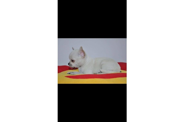 Evka 3 Mah. köpek ilanları