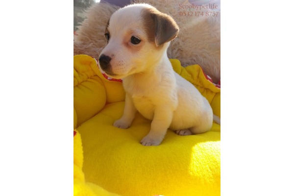 Dişi ve Erkek köpek İsmetiye Mah.