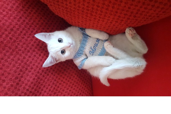 Gültepe Mah. kedi ilanları