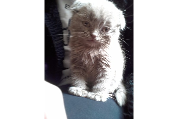 Scottish fold ilanları