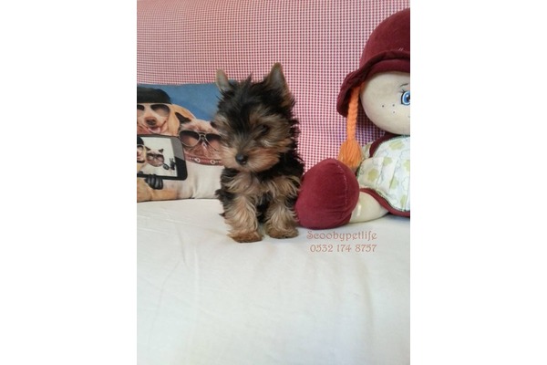 Yorkshire terrier İsmetiye Mah.