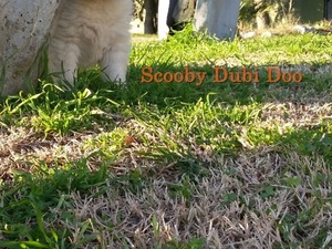 altın avcı köpekleri Samoyed İsmetiye Mah.