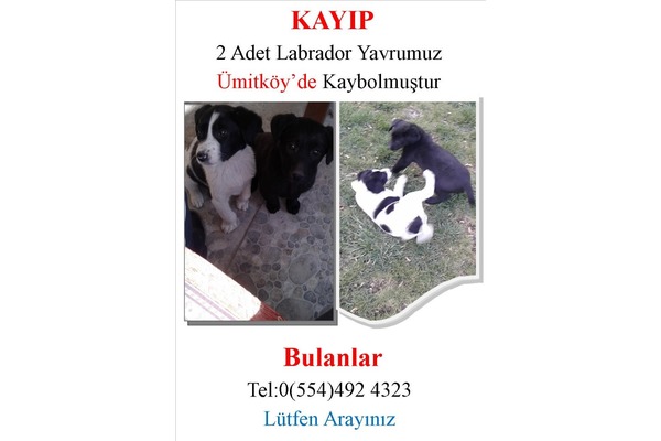 Ümit Mah. köpek ilanları