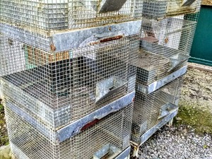  tavşan üretim ve yetiştirme kafesleri